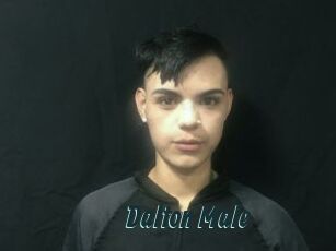 Dalton_Male