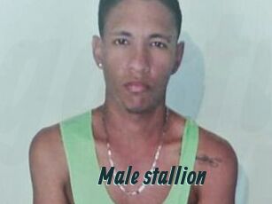 Male_stallion